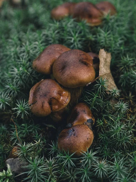 Forest edible butter mushrooms growing in green moss. Autumn weather — Stock Image Forest Edible Butter Mushrooms Growing Green Moss Autumn Weather Stock Picture