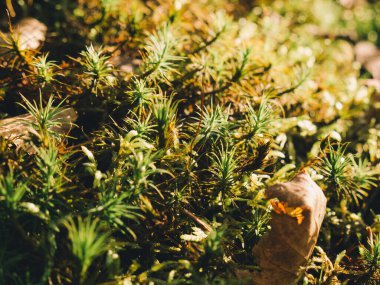 Yeşil yosunlarla kaplı ormandaki topraklar