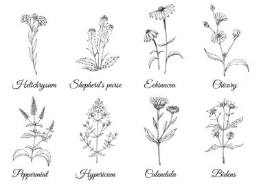 Download Bidens Free Vector Eps Cdr Ai Svg Vector Illustration Graphic Art
