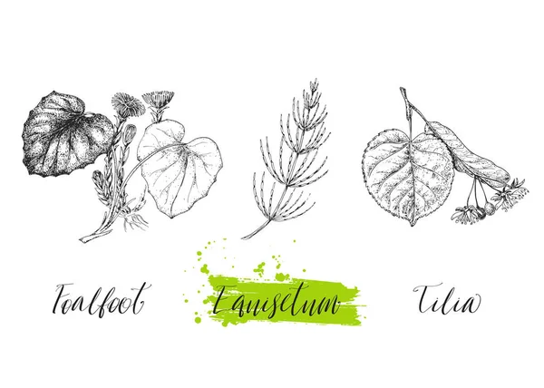 Set of medicinal herbs. Wild healing plants. Vintage flowers. Hand drawing vector illustration. Engravings style. Botanical background. Pharmacy herbs. Sketch. — Stock Illustration Set Medicinal Herbs Wild Healing Plants Vintage Flowers Hand Drawing Stock Illustration