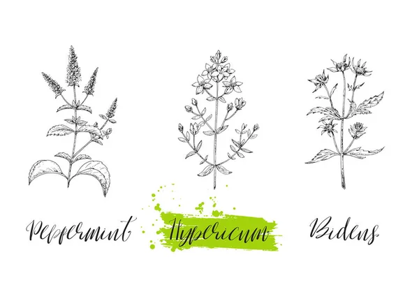 Set of medicinal herbs. Wild healing plants. Vintage flowers. Hand drawing vector illustration. Engravings style. Botanical background. Pharmacy herbs. Sketch. — Stock Illustration Set Medicinal Herbs Wild Healing Plants Vintage Flowers Hand Drawing Royalty Free Stock Vectors