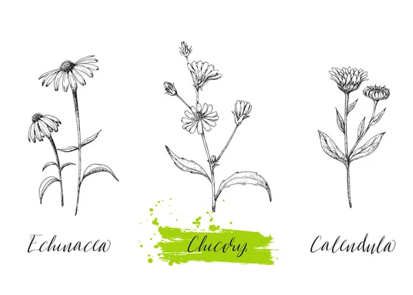 Set of medicinal herbs. Wild healing plants. Vintage flowers. Hand drawing vector illustration. Engravings style. Botanical background. Pharmacy herbs. Sketch. — Stock Illustration Set Medicinal Herbs Wild Healing Plants Vintage Flowers Hand Drawing Royalty Free Stock Illustrations