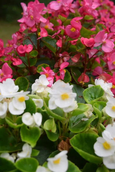White Pink Begonias Bloom — Stock Photo, Image
