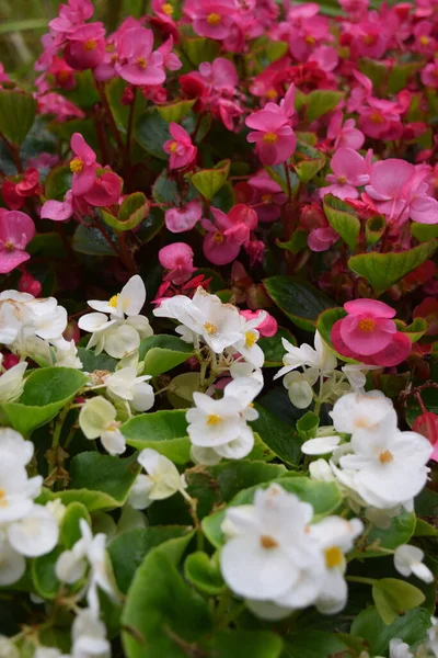 Pink White Begonias Bloom — Stock Photo, Image