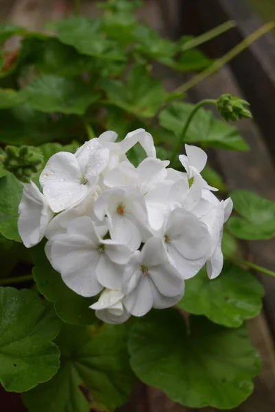Fleur Géranium Blanc Simple Fermer — Photo