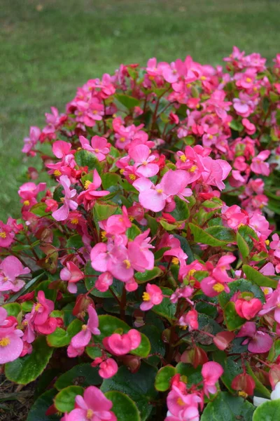 Pink Begonias Flower Bed — Stock Photo, Image