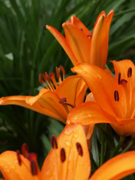 Tigris Liliomok Virágok Közelsége — Stock Fotó