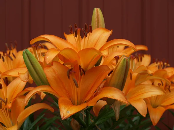 Tiger Lilies Fermer Devant Red Barn — Photo