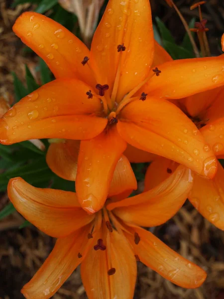 Narancs Tigris Lily Közelkép — Stock Fotó