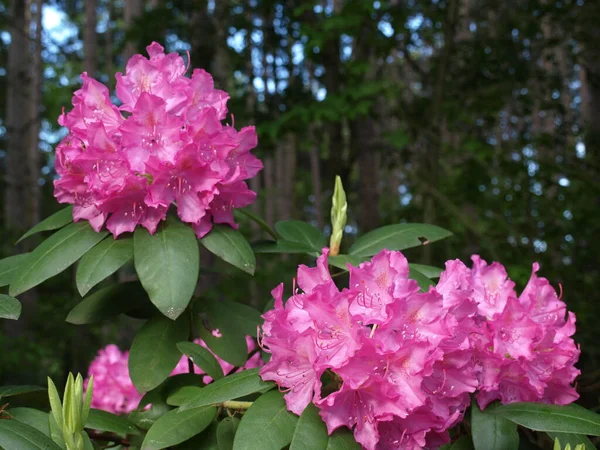 Pink Rhododendron Bush Blossom — Stock Photo, Image