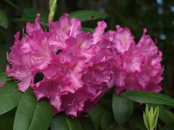 Pink Rhododendron Blossoms Close — Stock Photo, Image