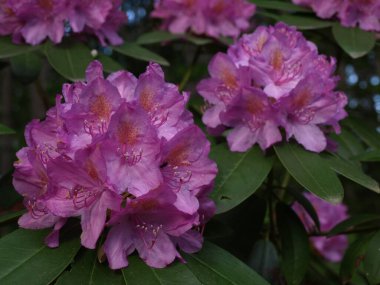 Bloom 'da Pembe Rododendron