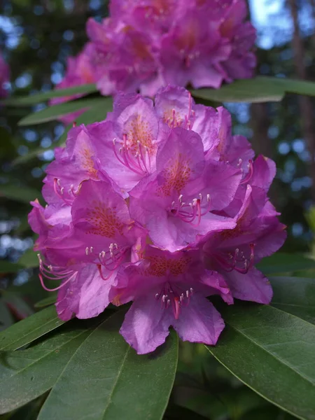 Flor Rododendro Rosa Cerca —  Fotos de Stock