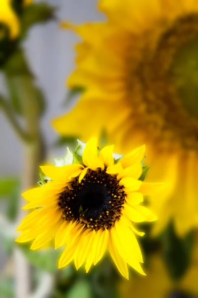 Sonnenblumen vor rustikalem Holz Hintergrund — Stockfoto