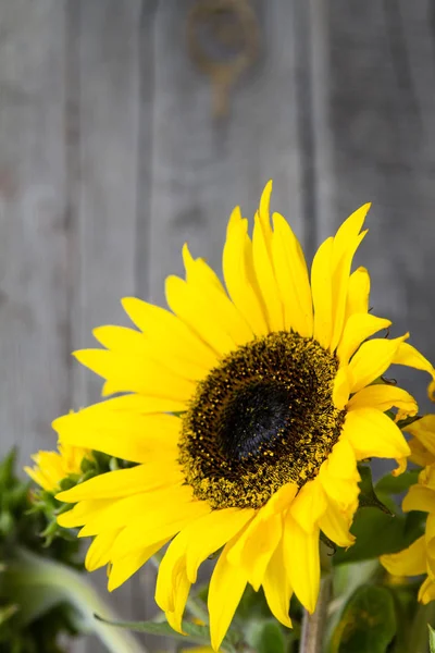 Sonnenblumen vor rustikalem Holz Hintergrund — Stockfoto