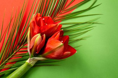 Parlak kırmızı ve yeşil arka plan üzerinde kırmızı amaryllis çiçekler