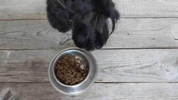 Hundefutter-Konzept - Hund frisst Trockenfutter aus Schüssel