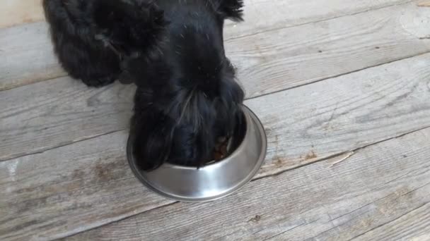 Kutya étel fogalom-kutya étkezési szárazeledel-ból ivás — Stock videók