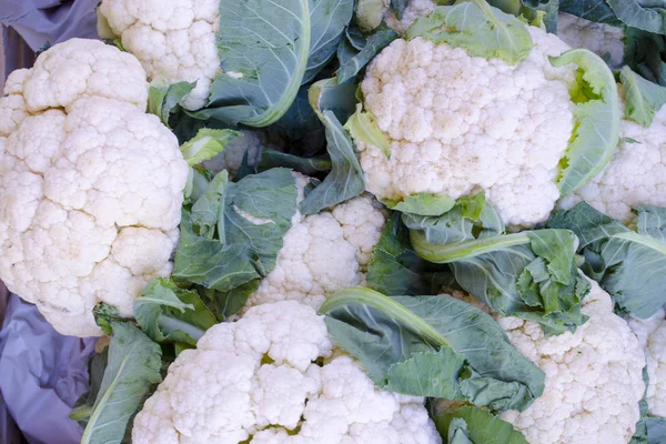 yeşil yaprakları ile renkli beyaz lahana