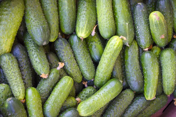 Frische Junge Gurken Mit Pickeln — Stockfoto