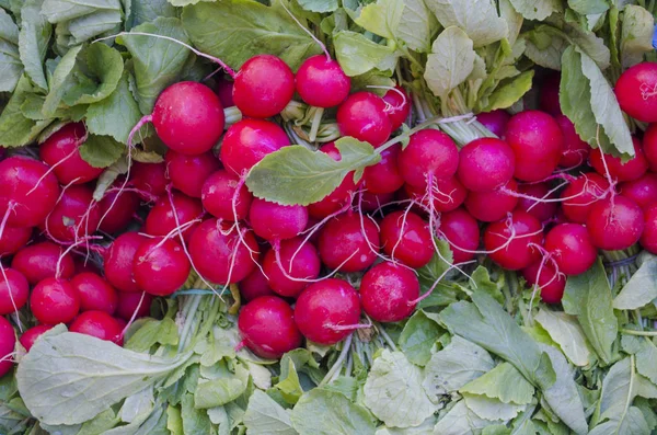 Rábano Rojo Joven Con Hojas Verdes —  Fotos de Stock