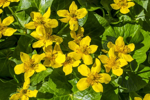 Yeşil yaprakları üzerinde birçok sarı çiçek