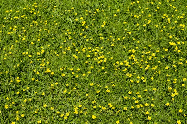 Yeşil çim sarı çiçek