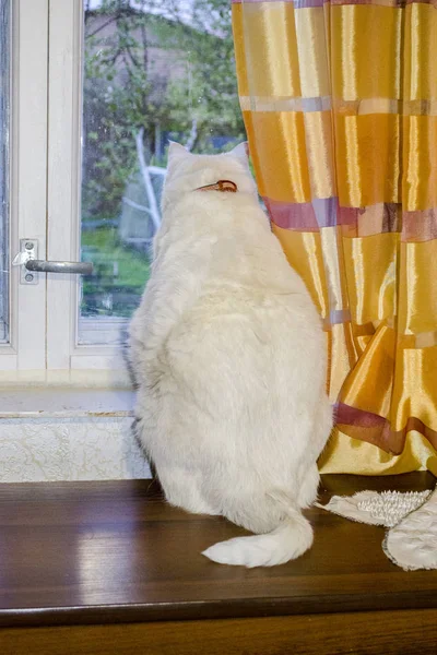 White Cat Sitting Window — Stock Photo, Image