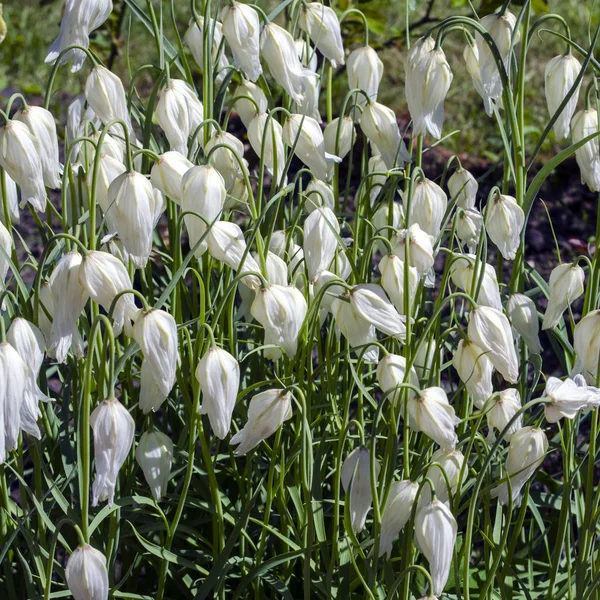 Çiçekler beyaz çanlar.