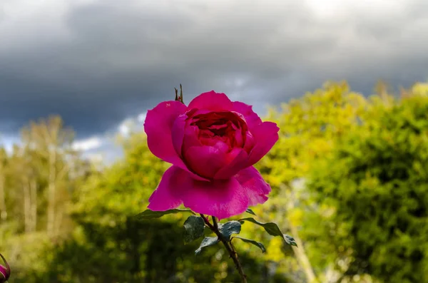 Bahçe gül çiçek açmış bir çiçek yatakta