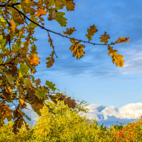 Sonbahar Ekim gökyüzü karşı sararmış meşe yaprakları