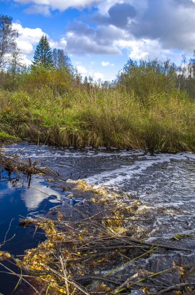 Bir küçük orman nehir baraj Kunduzlar bloke