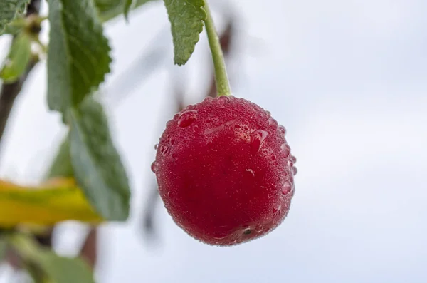 parlak gökyüzü karşı asılı çiğ yalnız kiraz kaplı
