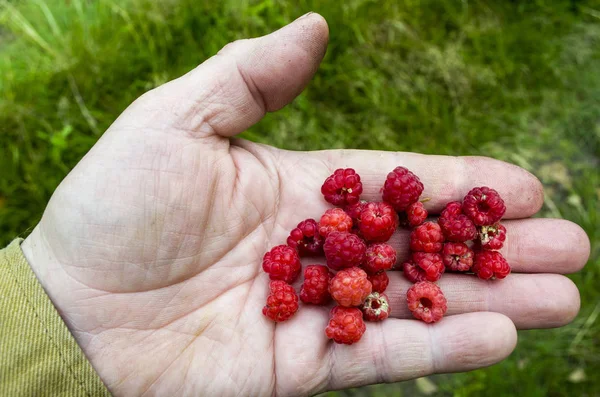elinizin avuç içinde kırmızı ahududu toplandı