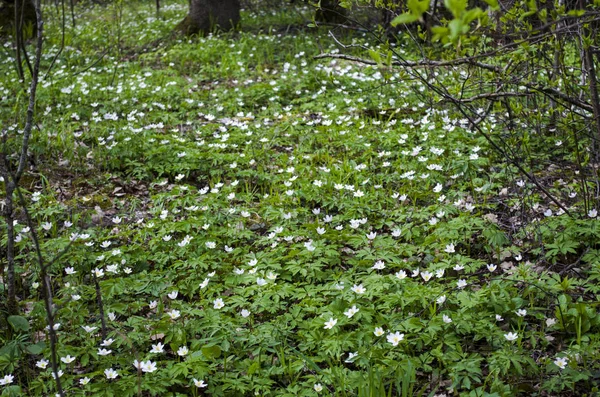 ilk bahar beyaz çiçekleri ile ormanda büyük yeşil glade
