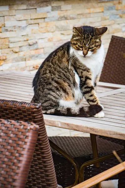 Jedną Osobliwości Istanbul Turcji Jest Domu Wiele Kotów Które Zapewnił — Zdjęcie stockowe