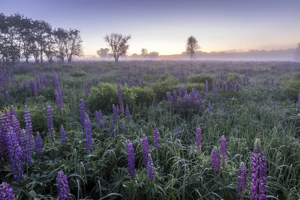 Twilight on a field covered with flowering lupines in summer mor