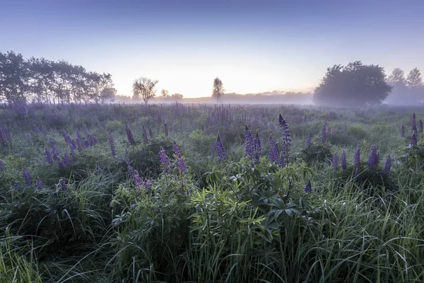 Twilight on a field covered with flowering lupines in summer mor