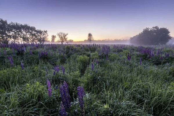 Zmierzch na polu pokryte kwitnienia Lupines latem Mor — Zdjęcie stockowe