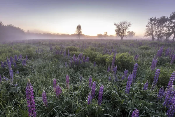 Twilight on a field covered with flowering lupines in summer mor