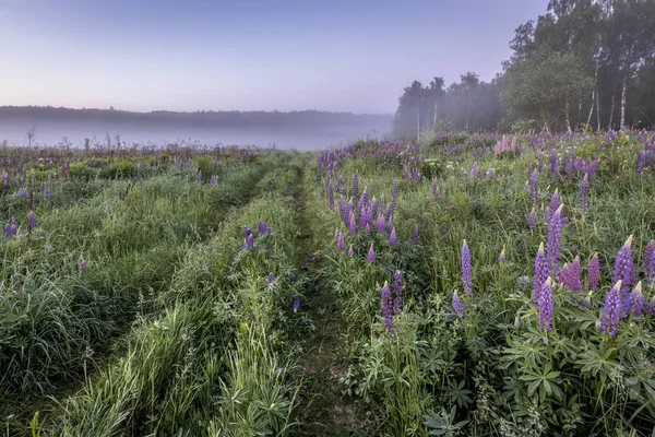 Twilight on a field covered with flowering lupines and path in s