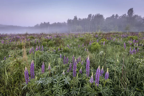 Twilight on a field covered with flowering lupines in summer mor