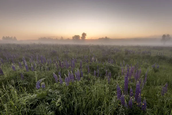 Twilight on a field covered with flowering lupines in summer mor — Stock Photo, Image