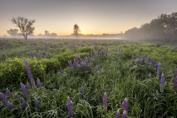 Twilight on a field covered with flowering lupines in summer mor