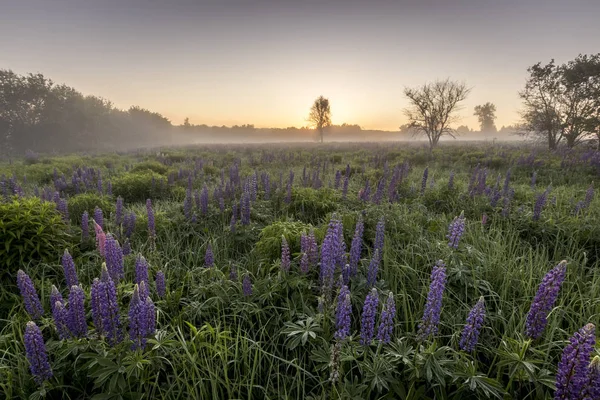Twilight on a field covered with flowering lupines in summer mor