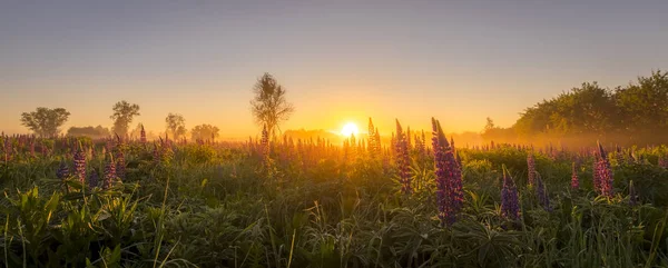 Nascer do sol em um campo coberto de tremoços floridos na manhã de verão — Fotografia de Stock