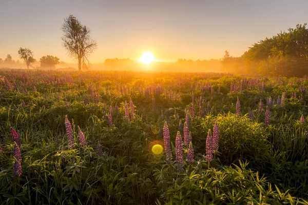 Lever de soleil sur un champ couvert de lupins à fleurs le matin d'été — Photo