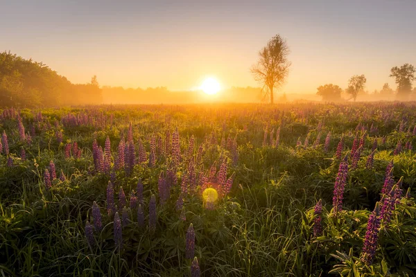 Восход солнца на поле, покрытом цветущими люпинами, летним утром — стоковое фото