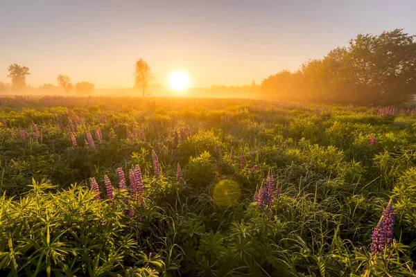 Nascer do sol em um campo coberto de tremoços floridos na manhã de verão — Fotografia de Stock