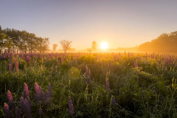 Nascer do sol em um campo coberto de tremoços floridos na manhã de verão — Fotografia de Stock